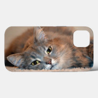 Langhaarige Russische Blaue Katze von Shirley Tayl
