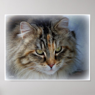 Langhaarige Tabby-Katze Foto-Porträt-Plakat Poster