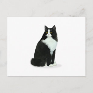 Langhaarige Tuxedo Cat Postkarte