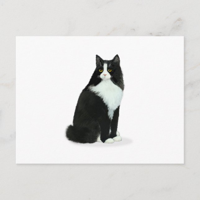 Langhaarige Tuxedo Cat Postkarte (Vorderseite)