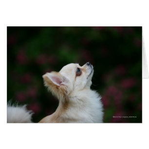 Langhaariger Chihuahua-Headshot 2