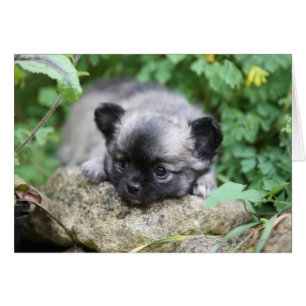 Langhaariger Chihuahua-Welpe