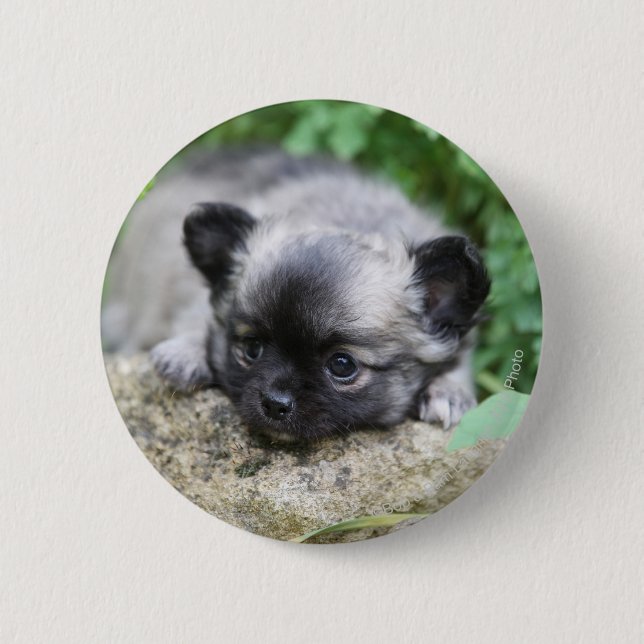 Langhaariger Chihuahua-Welpe Button (Vorderseite)