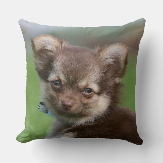 Langhaariger Chihuahua-Welpe, der Kamera Kissen (Vorderseite)