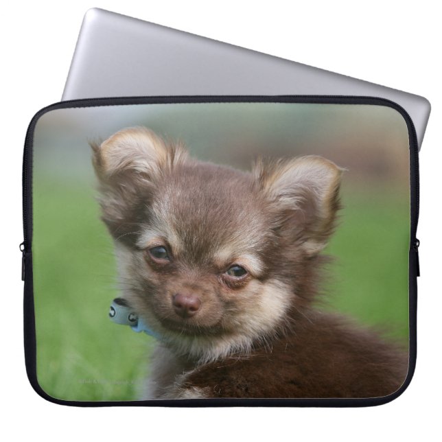 Langhaariger Chihuahua-Welpe, der Kamera Laptopschutzhülle (Vorderseite)