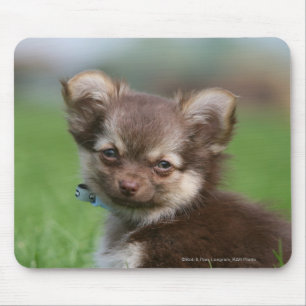 Langhaariger Chihuahua-Welpe, der Kamera Mousepad