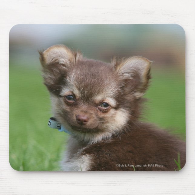 Langhaariger Chihuahua-Welpe, der Kamera Mousepad (Vorne)