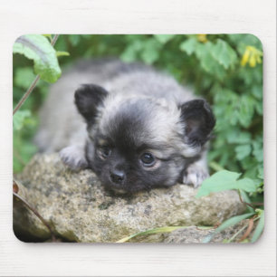 Langhaariger Chihuahua-Welpe Mousepad