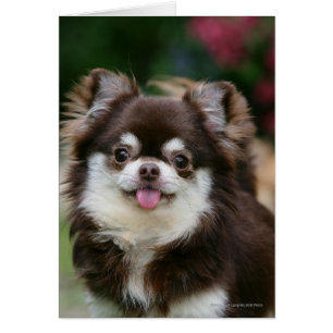 Langhaariger ChihuahuaHeadshot 1