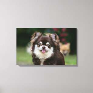 Langhaariger ChihuahuaHeadshot 1 Leinwanddruck