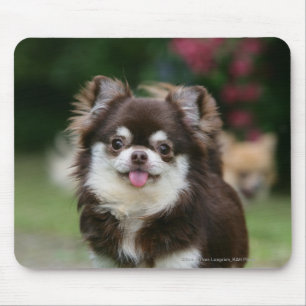Langhaariger ChihuahuaHeadshot 1 Mousepad