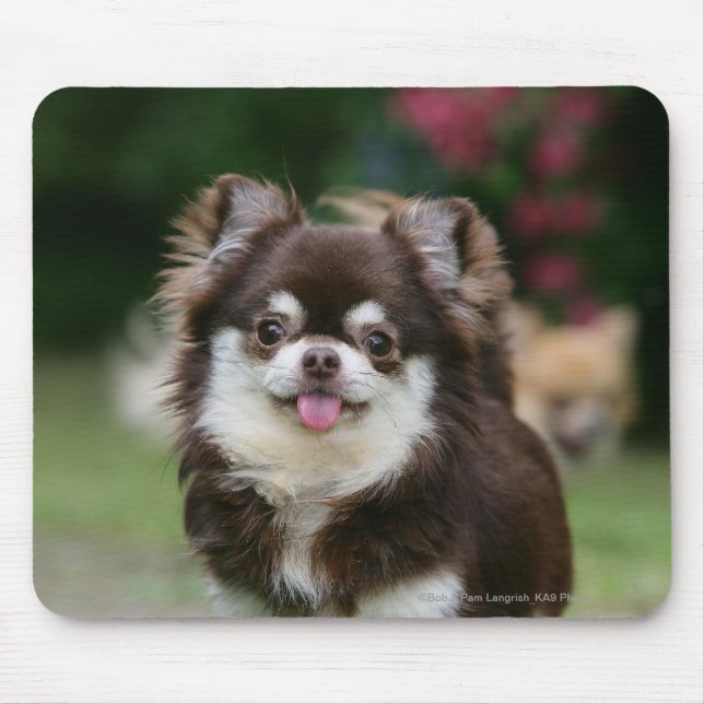 Langhaariger ChihuahuaHeadshot 1 Mousepad (Vorne)