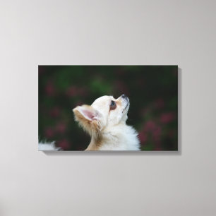 Langhaariger ChihuahuaHeadshot 2 Leinwanddruck