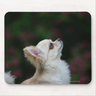 Langhaariger ChihuahuaHeadshot 2 Mousepad