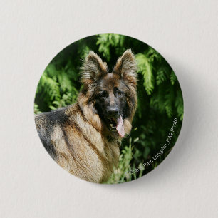 Langhaariger Schäferhund 1 Browns Button