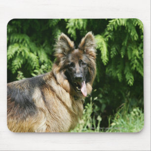 Langhaariger Schäferhund 1 Browns Mousepad