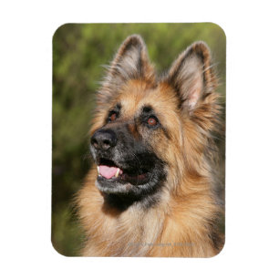 Langhaariger Schäferhund 1 Magnet