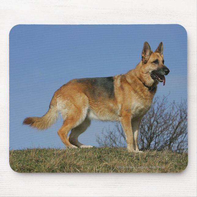 Langhaariger Schäferhund 2 Browns Mousepad (Vorne)