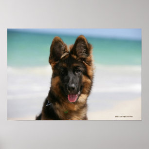 Langhaariger Schäferhund-Strand Poster