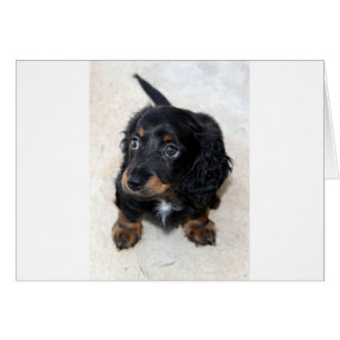 Langhaariges Miniaturdashund