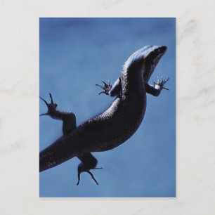 Langlebigkeit Postkarte