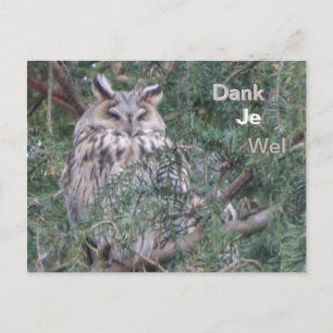 Langohren-Eule Dankeschön-Postkarte Postkarte