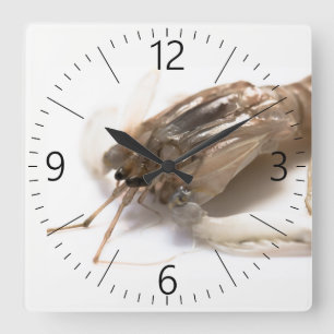 Langoustine Quadratische Wanduhr