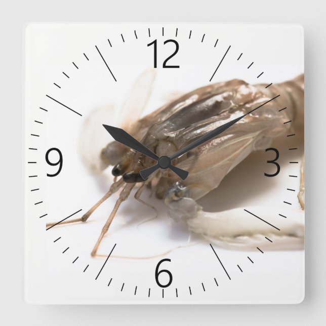 Langoustine Quadratische Wanduhr (Vorderseite)