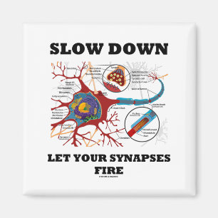 Langsam Lass deine Synapse Feuerneuron/Synapse Magnet