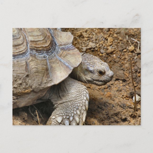 langsam postkarte (Vorderseite)