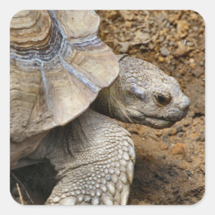 langsam quadratischer aufkleber