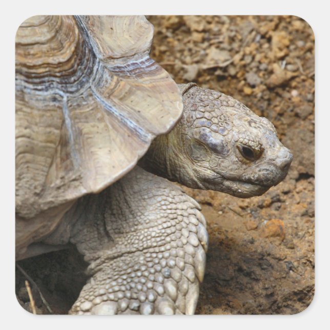 langsam quadratischer aufkleber (Vorderseite)