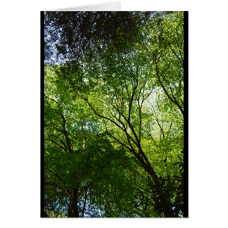 Langsame Hollow-Bäume