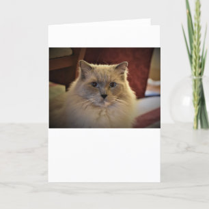 Langsame Tage, Karte