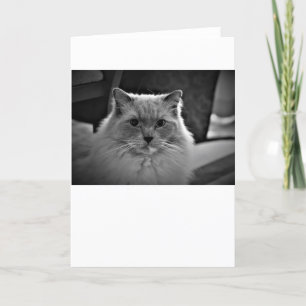 Langsame Tage, Karte