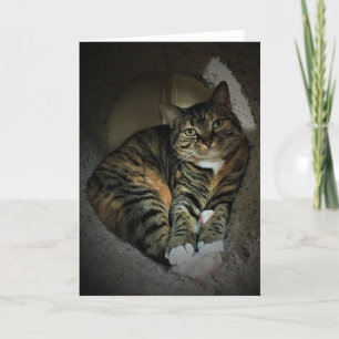 Langsame Tage, Karte