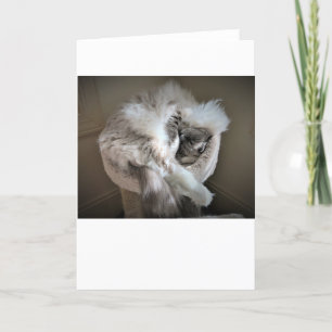 Langsame Tage, Karte