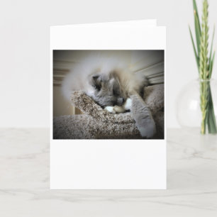 Langsame Tage, Karte