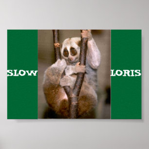 Langsames Loris Poster