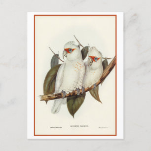 Langschnabelkakadu von Gould Vintage Postkarte