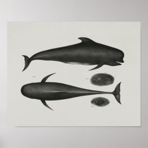 Langschnäuziger Grindwal Vintage-Druck Marinebiolo Poster