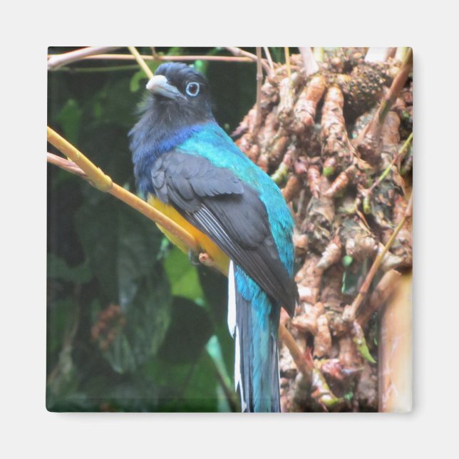 Langschwanz-Blau-Vogel Magnet (Vorne)