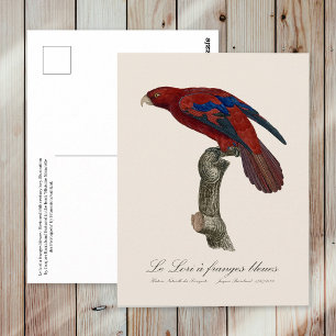 Langschwanz-Lori, Trichoglossus borneus Postkarte