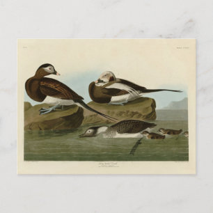 Langschwanzente - von Audubons Vögeln Amerikas Postkarte
