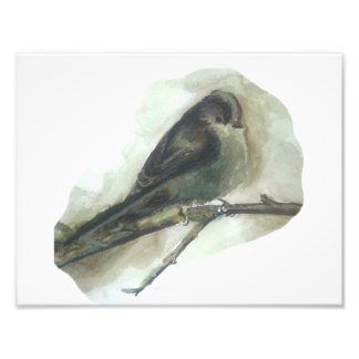 Langschwanzgeflügel-Aquarell Fotodruck