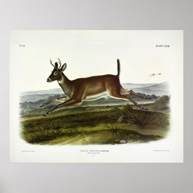 Langschwanzhirsche, oder Columbian-Weißschwanzhirs Poster (Vorne)