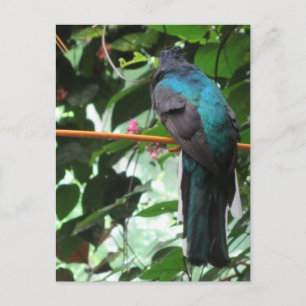 Langschwänziger exotischer Vogel Postkarte