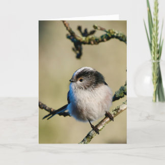 Langschwanzmeise in Schottland. Karte