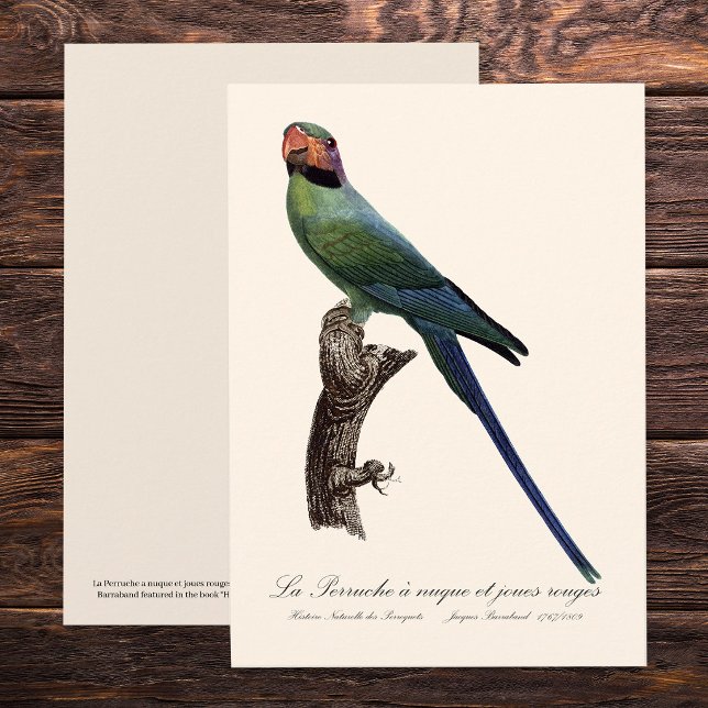 Langschwanzsittich, Psittacula Longicauda Dankeskarte (Long-Tailed Parakeet, Psittacula Longicauda. Thank You Card)