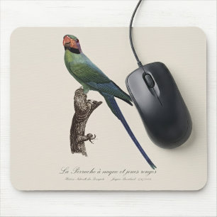 Langschwanzsittich, Psittacula Longicauda Mousepad